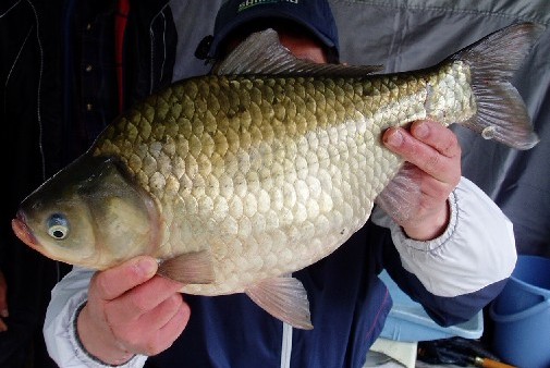 т 47.5p/2.7`